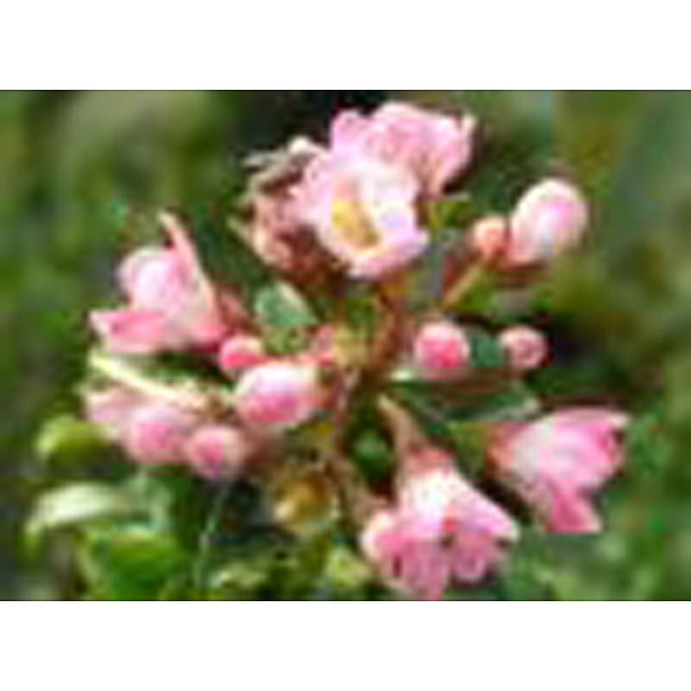 Escallonia 'Dart's Rosyred'