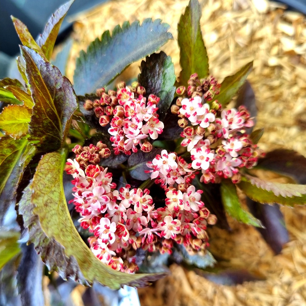 Sambucus nigra 'Black Tower'