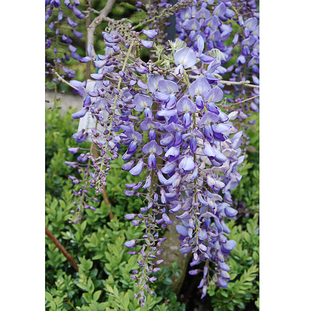 Wisteria sinensis 'Blue Sapphire'