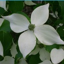 Cornus kousa 'Weisse Fontäne'