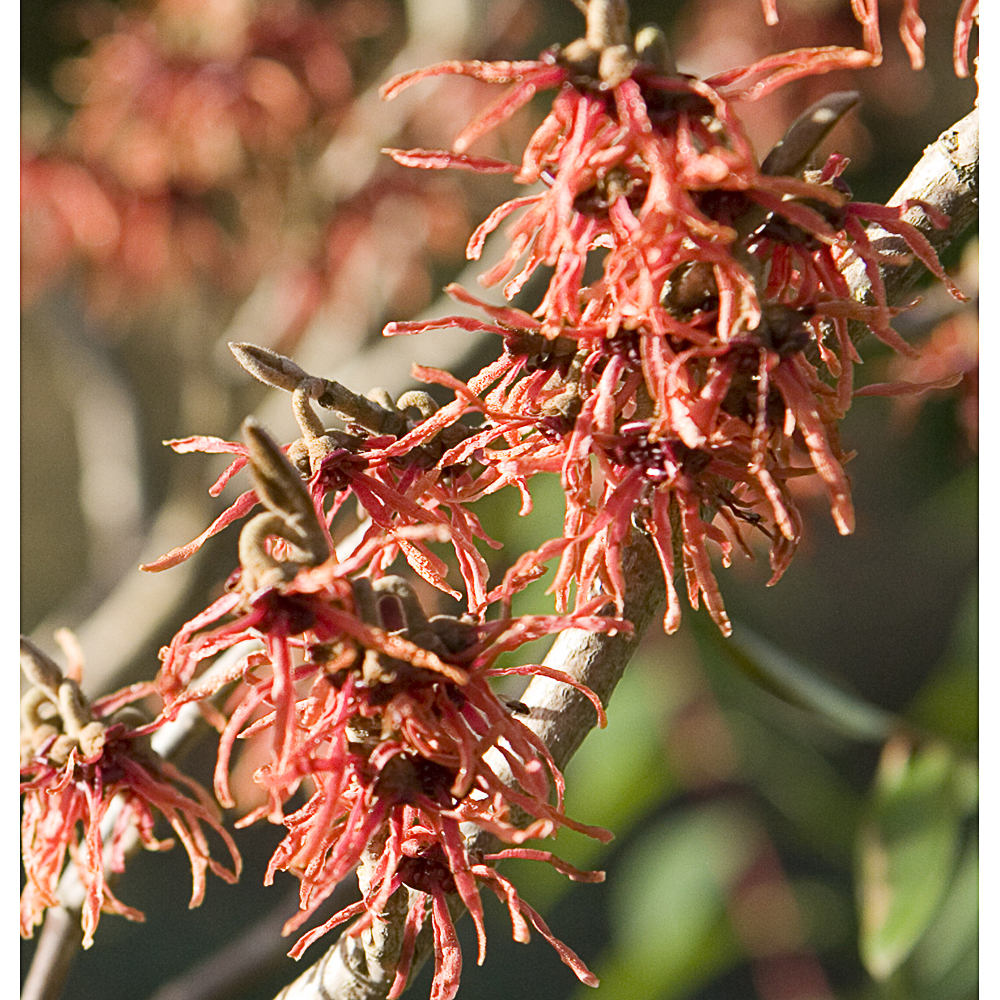 Hamamelis x int. 'Feuerzauber'