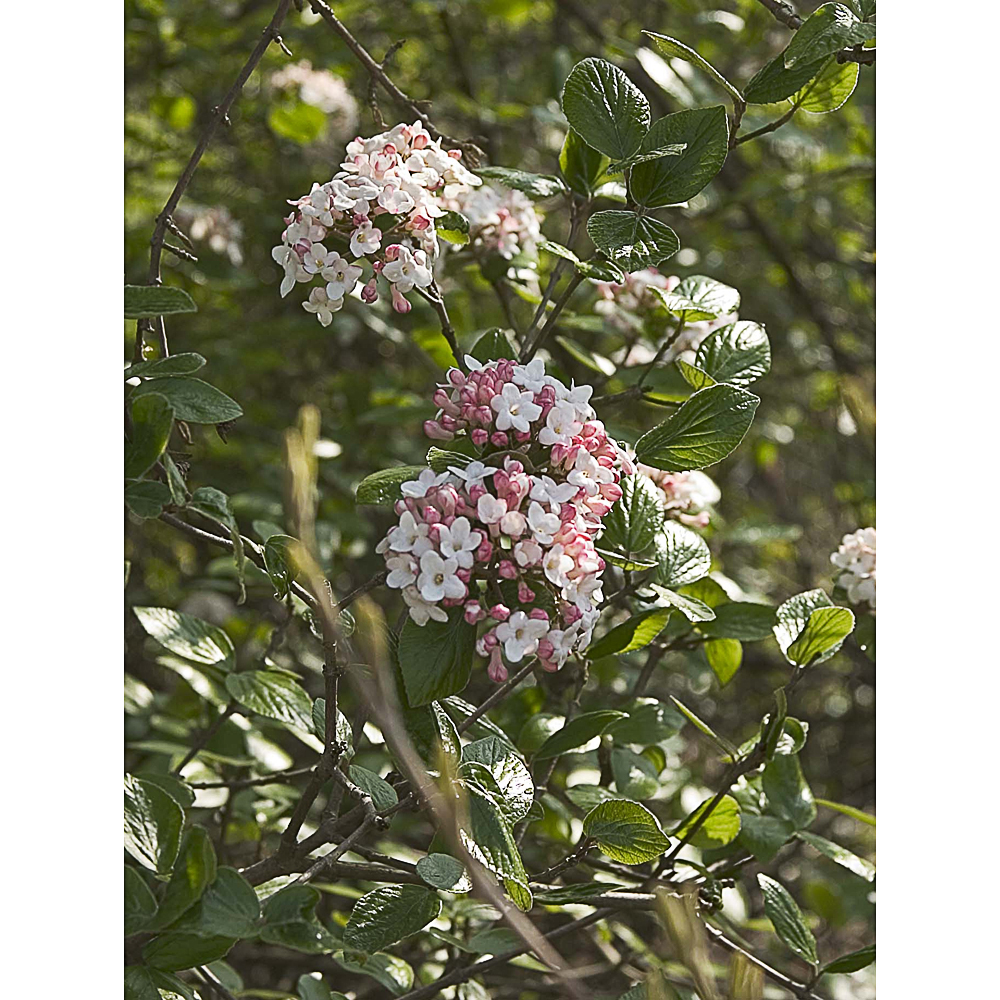 Viburnum 'Anne Russel'