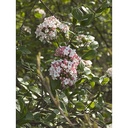Viburnum 'Anne Russel'