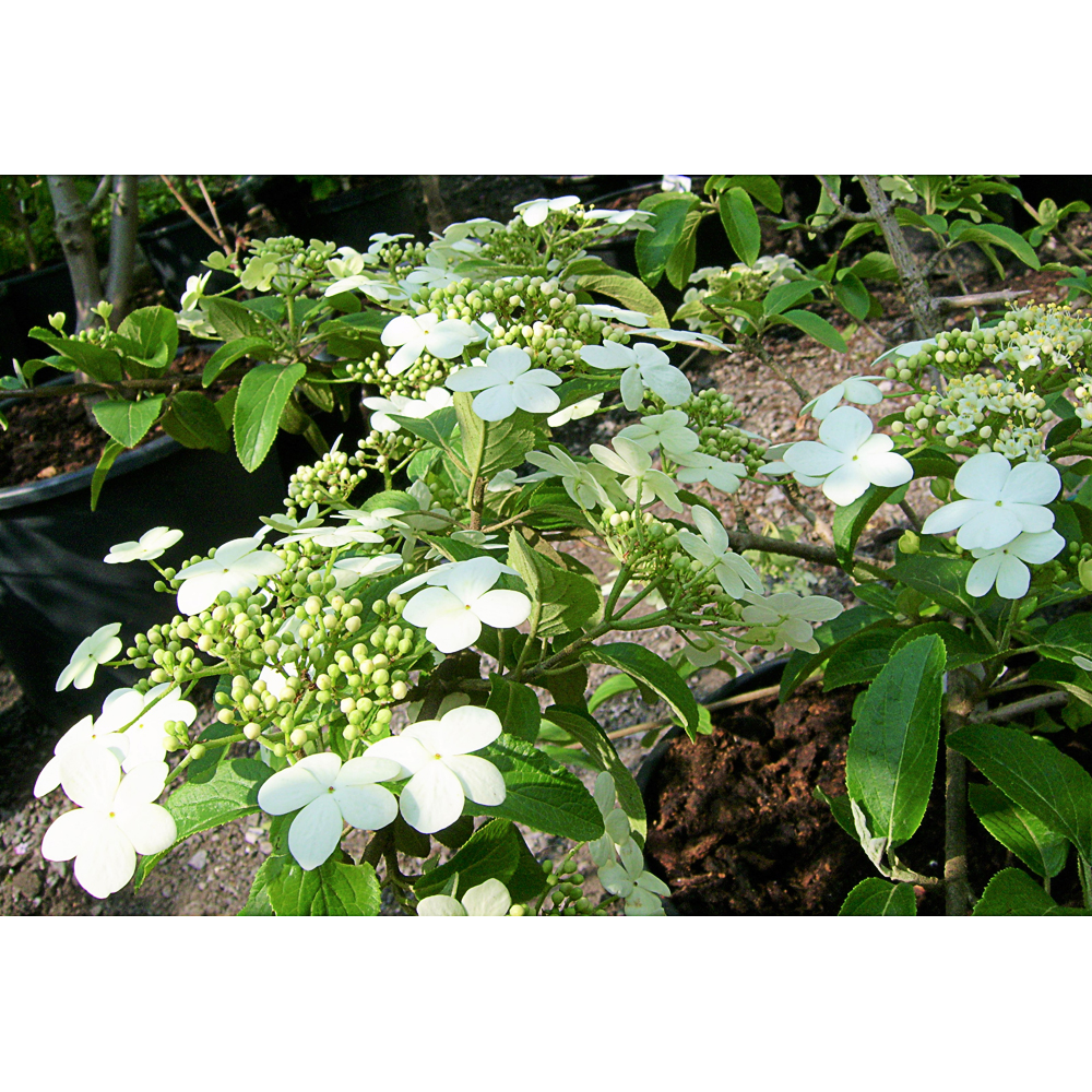 Viburnum macrocephalum f. Keteleeri