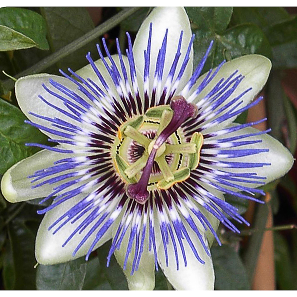 Passiflora caerulea