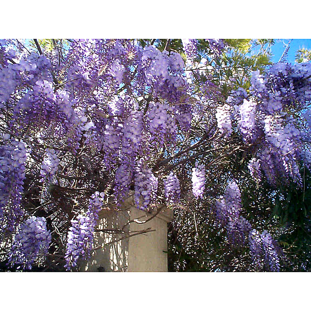 Wisteria sinensis 'Prolific'