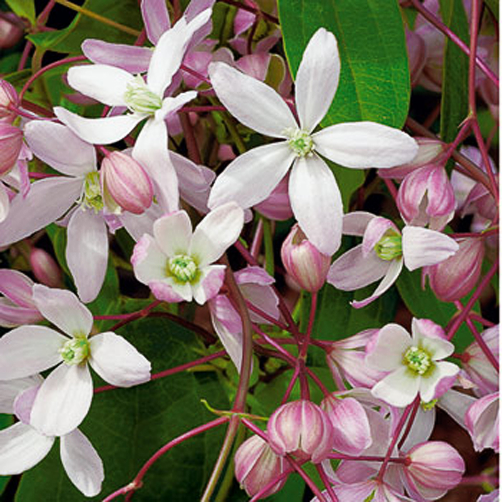 Clematis armandii 'Apple Blossom'