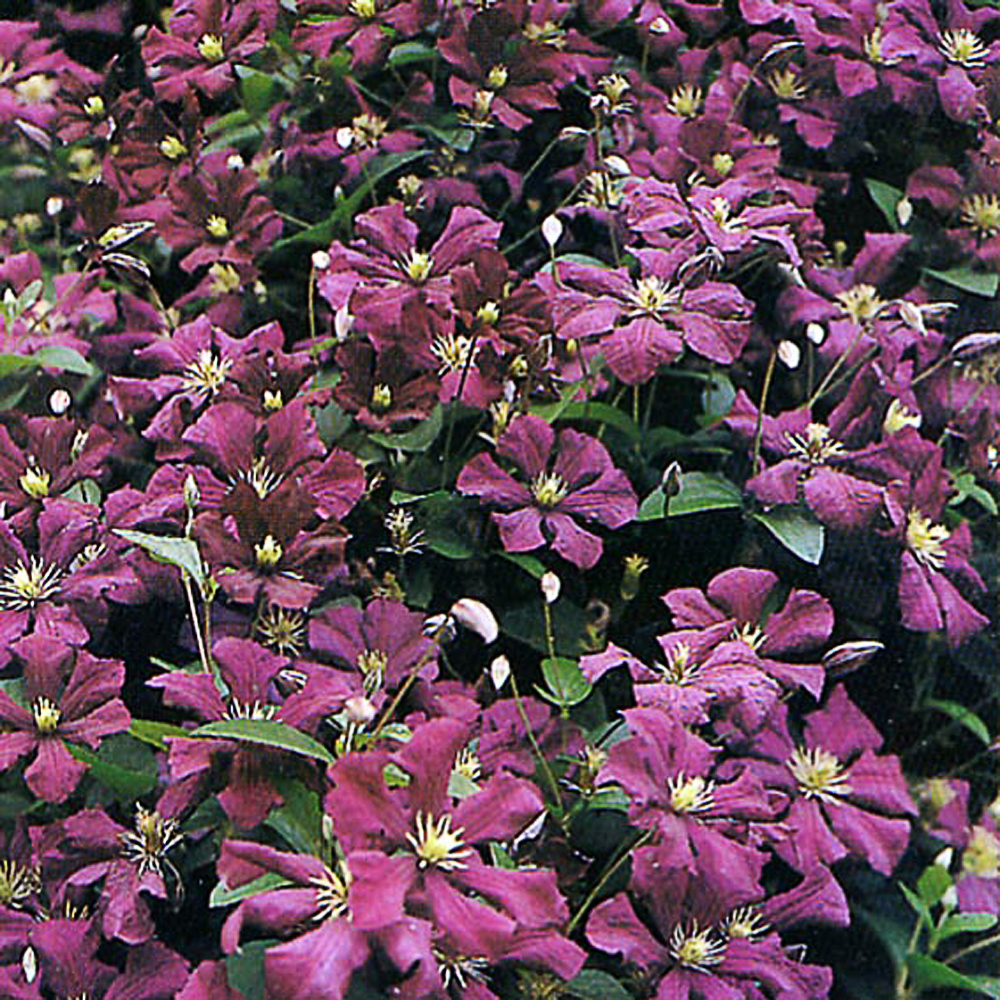 Clematis 'Etoile Violette'