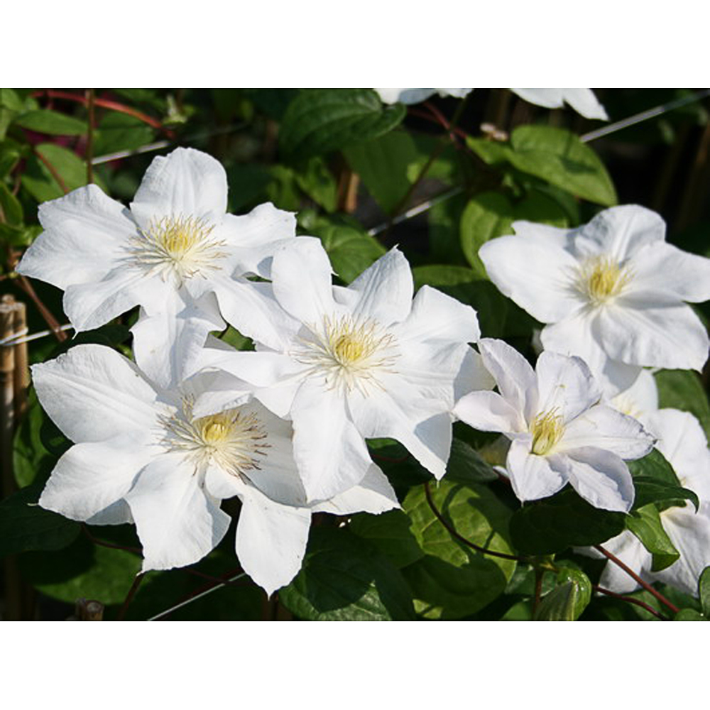 Clematis 'Mme Le coutre'
