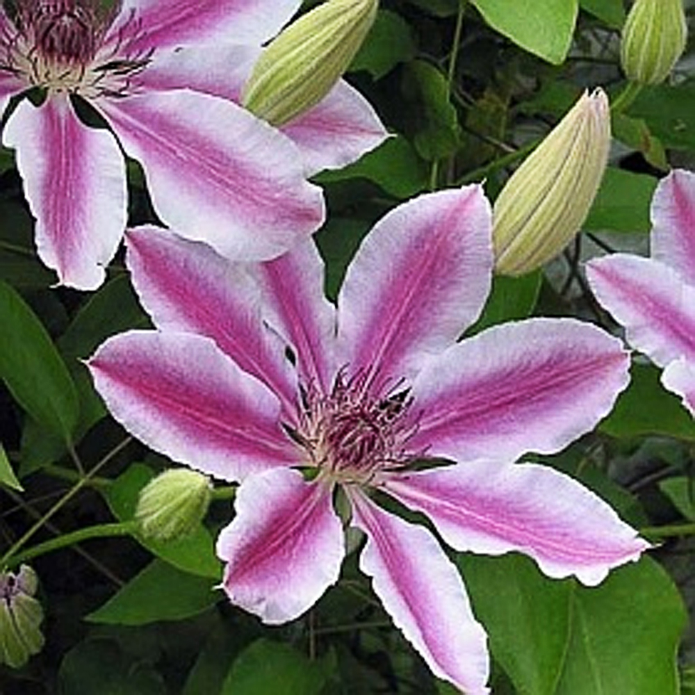 Clematis 'Nelly Moser'