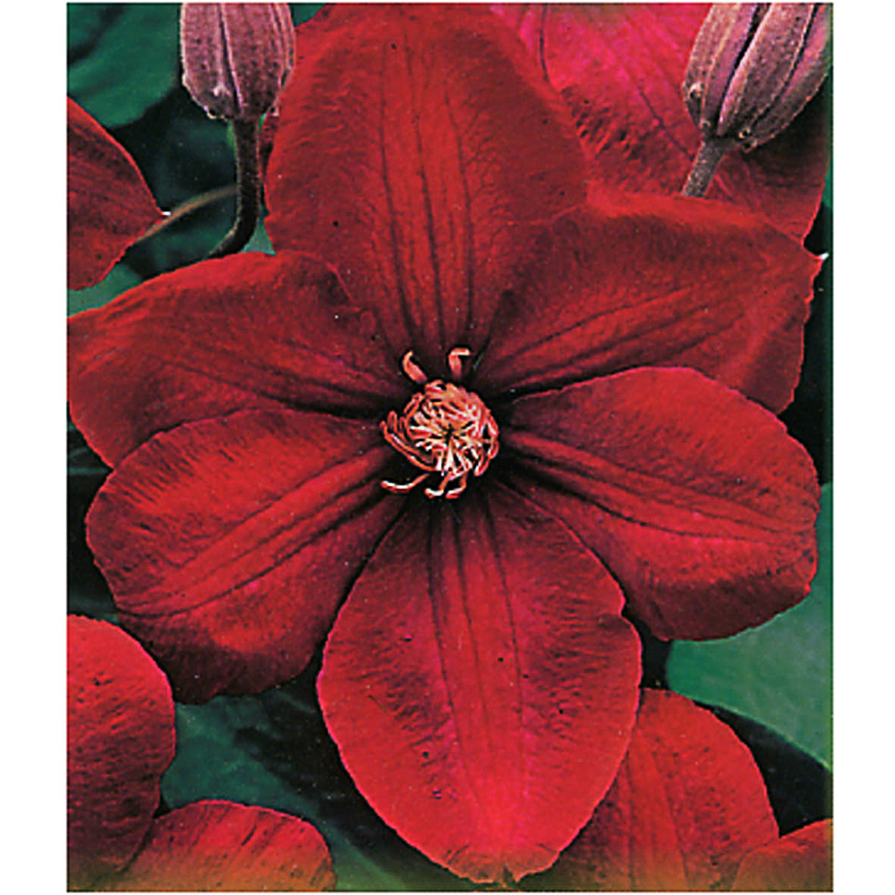 Clematis 'Rouge cardinal'