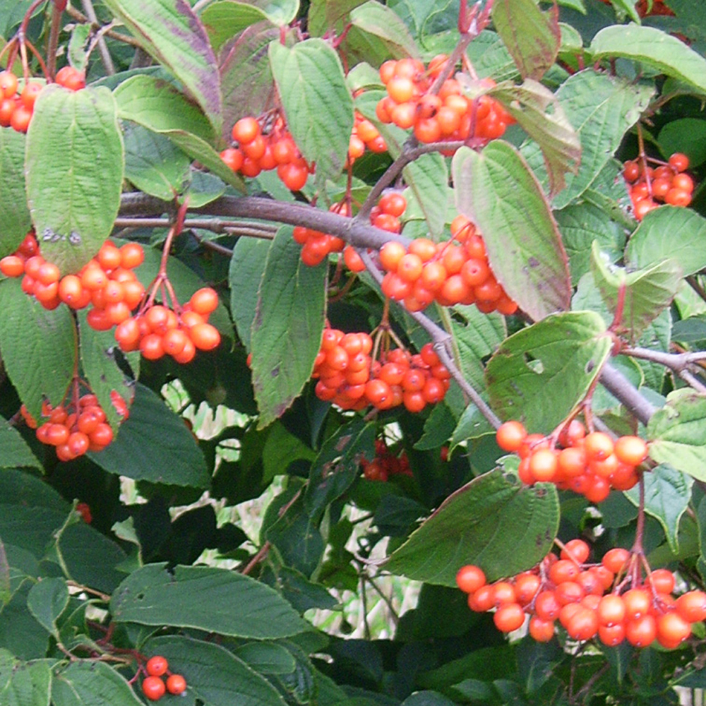 Viburnum setigerum