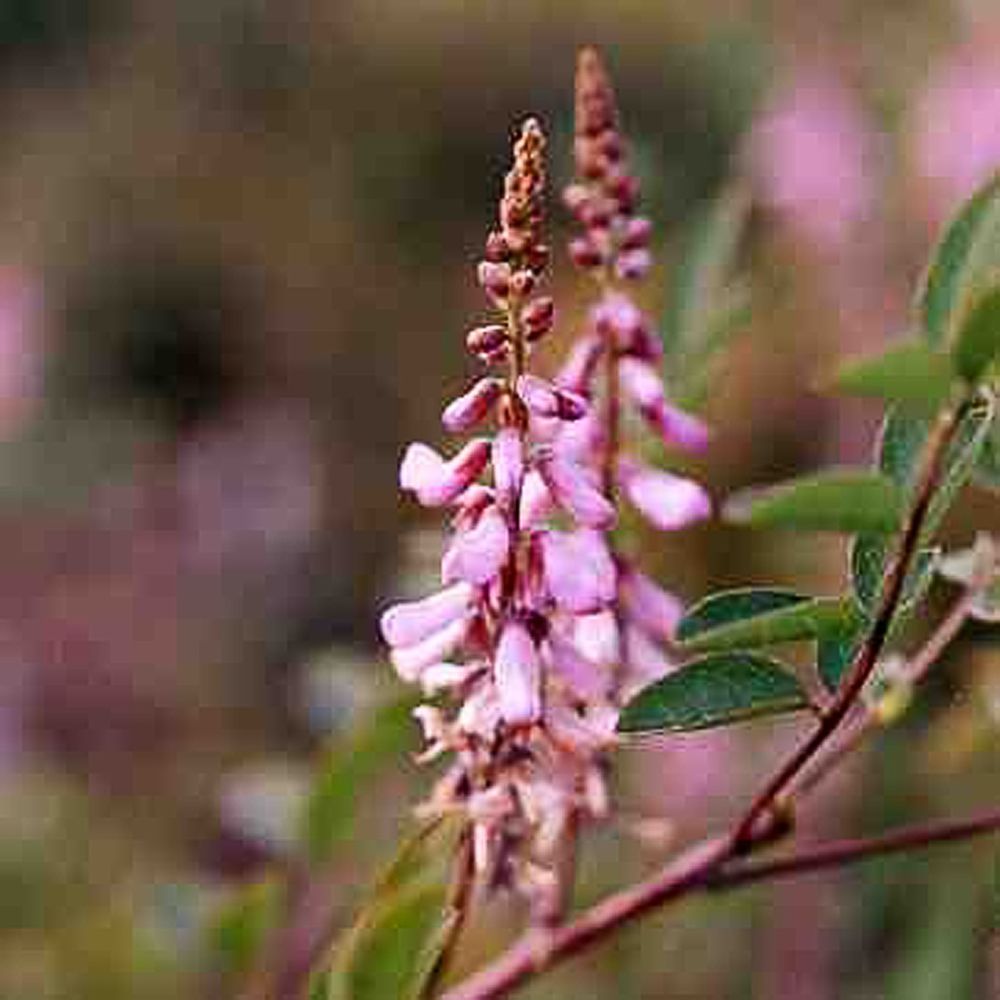 Indigofera amblyantha