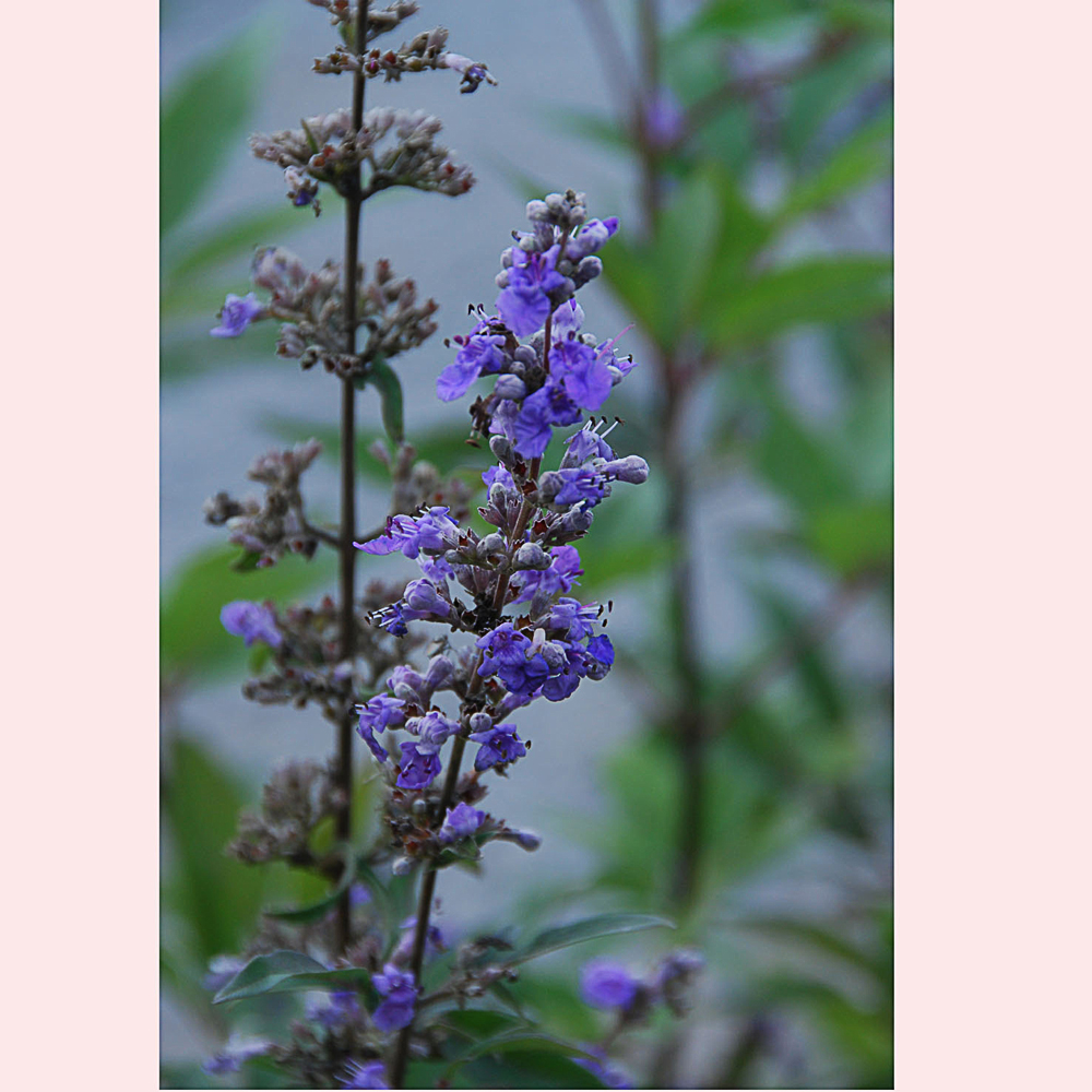 Vitex agnus-castus latifolia