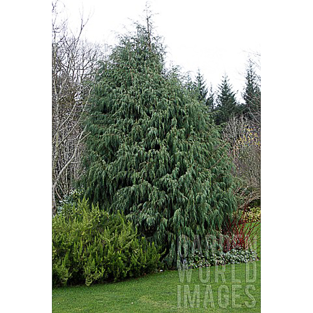 Juniperus recurva 'Castelwellan'