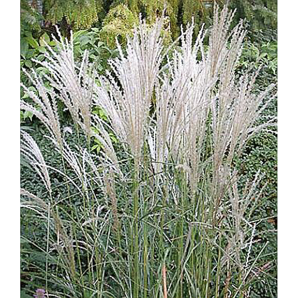 Miscanthus sinensis 'Kleine Fontäne'