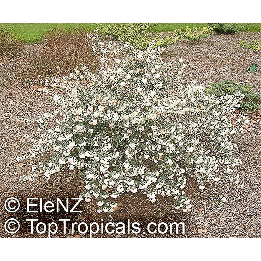 Osmanthus delavayi