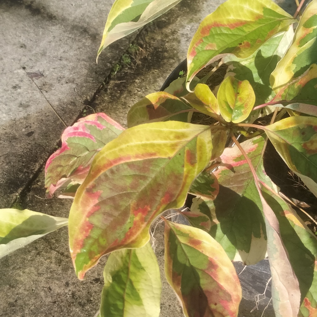 Cornus controversa 'Gosia'