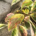 Cornus controversa 'Gosia'