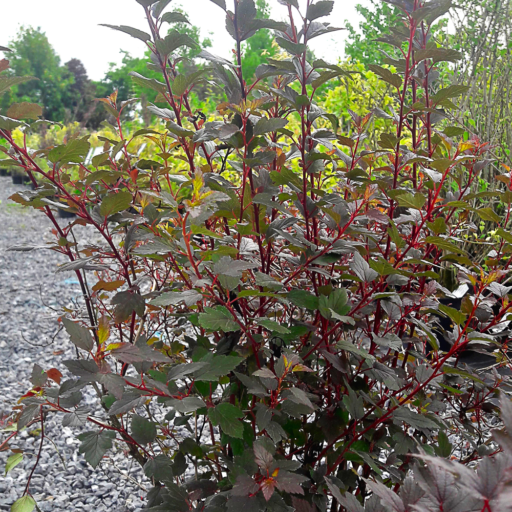 Physiocarpus opulifolius 'Little Joker'