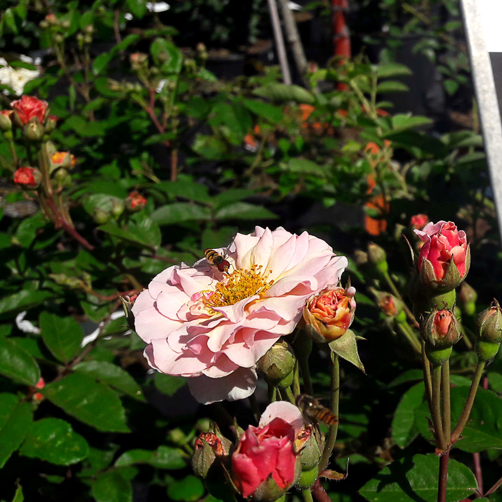 Rosa 'CORNELIA'