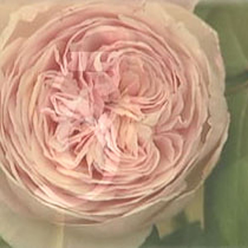 Rosa 'Geoff Hamilton'