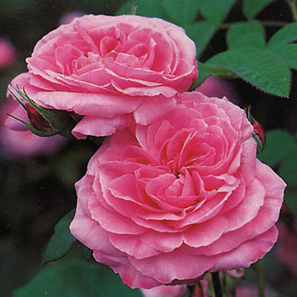 Rosa 'GERTRUDE JEKYLL'®