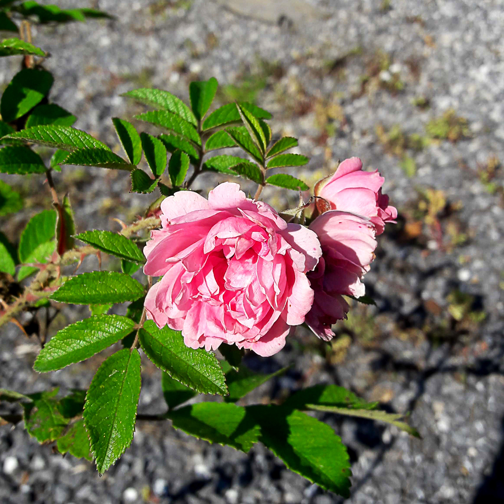 Rosa 'PINK GROOTENDORST'