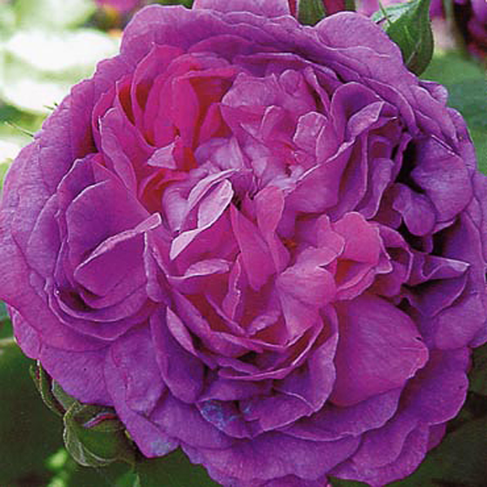 Rosa 'REINES DES VIOLETTES'
