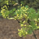 Acer platanoides 'Palmatifidum'