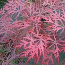 Acer palm. 'Dissectum Garnet'