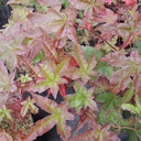 Acer palm. 'Deshôjô'