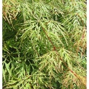 Acer palm. 'Emerald Lace'