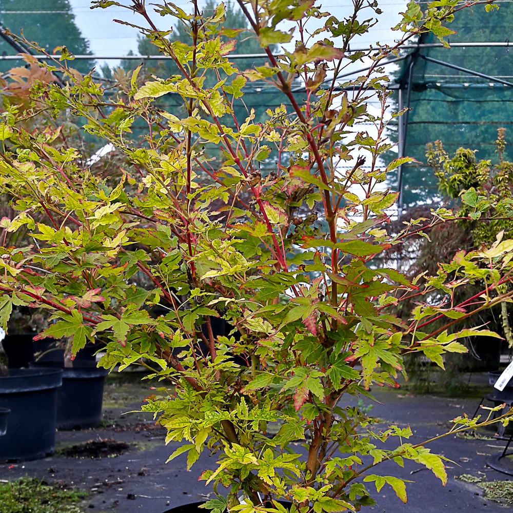 Acer palm. 'Winter Flame'
