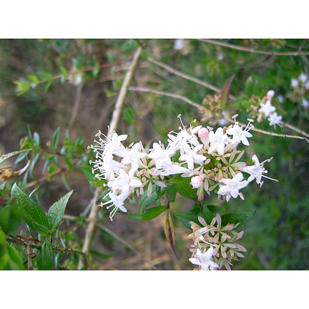 Abelia chinensis