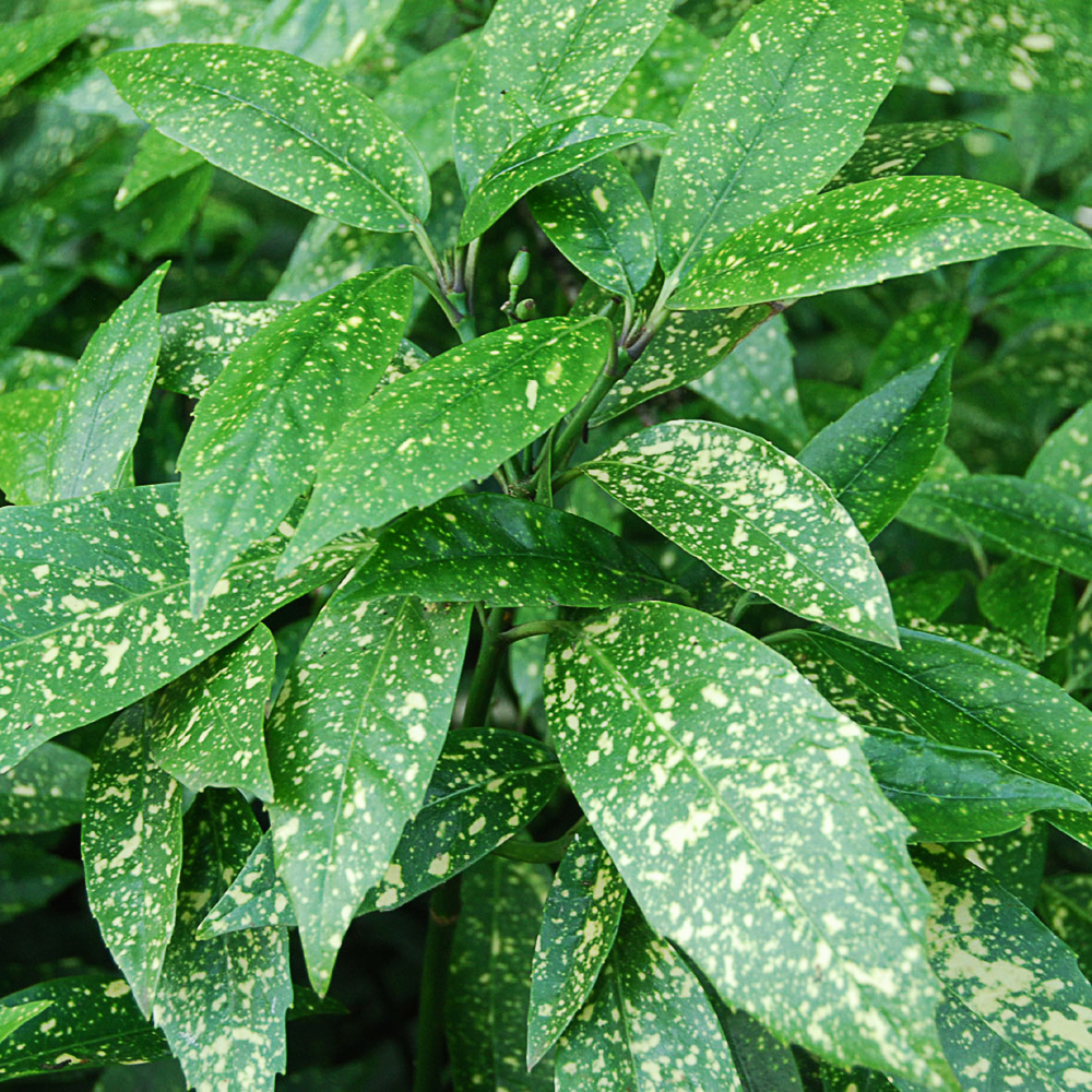 Aucuba japonica 'Crotonifolia'