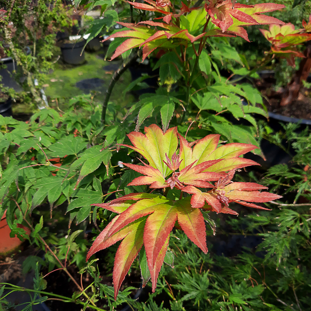 Acer palmatum 'Peve Cameleon'