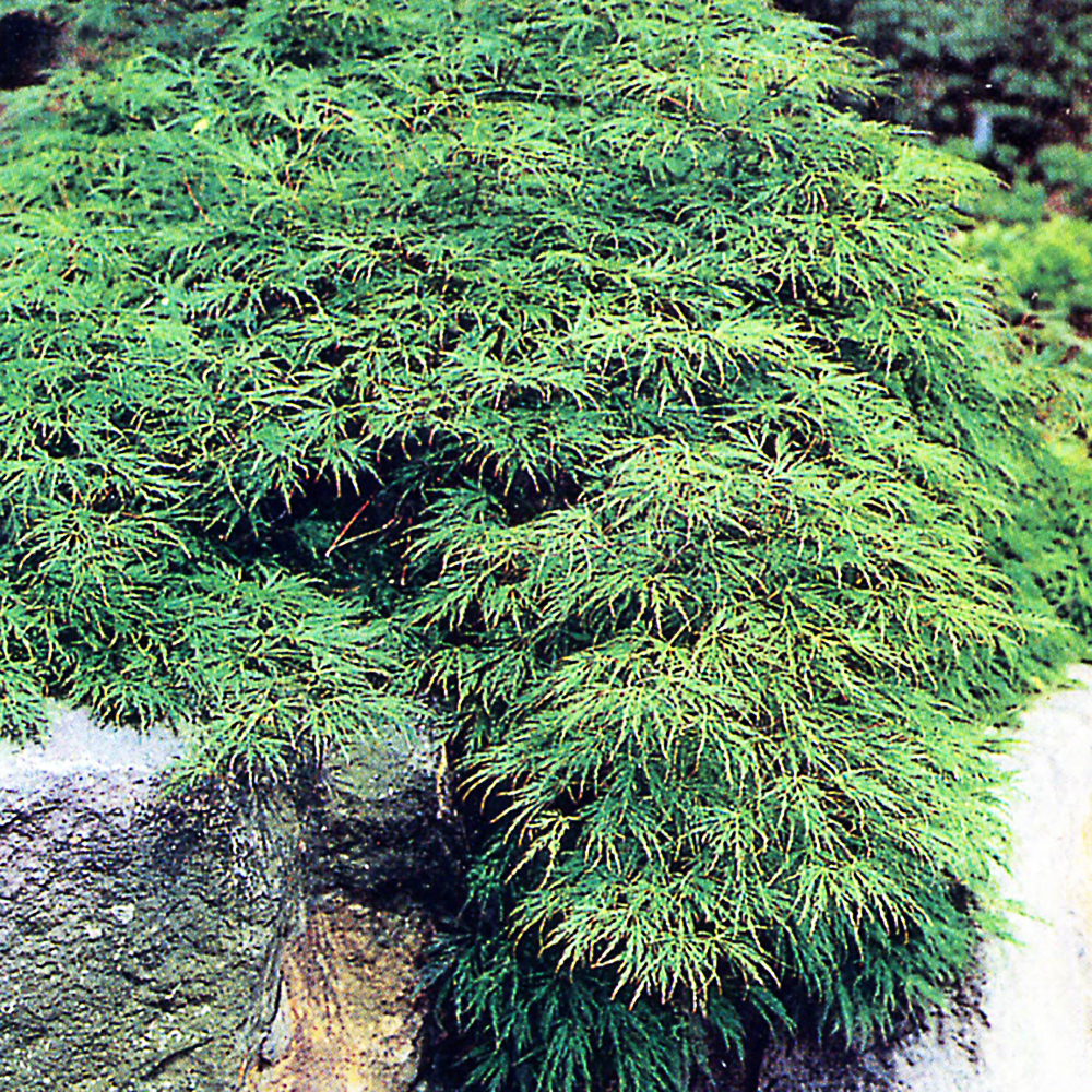 Acer palm. 'Dissectum'
