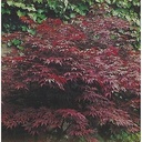 Acer palm. 'Atropurpureum'