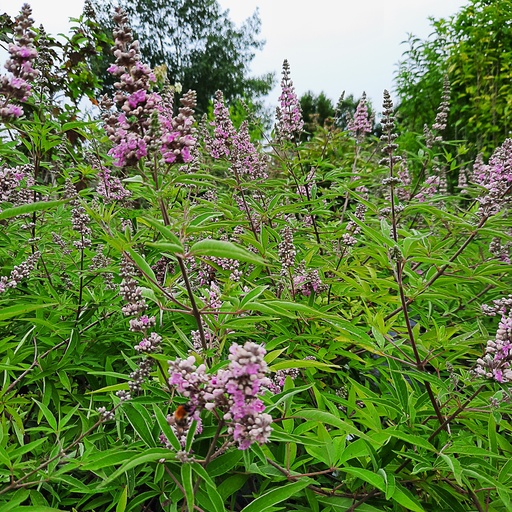 Vitex agnus-castus 'Laciniata' (Conteneur - 7,5 ltr - 40-50 cm)