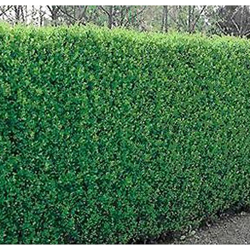 [LIOVA] Ligustrum ovalifolium (Racines nues - 80-100 - 0+2)