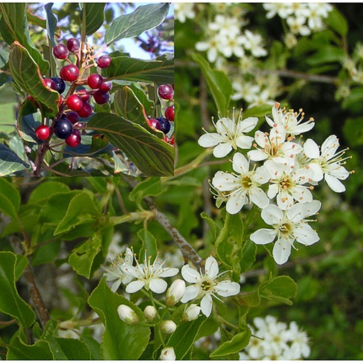 [RHFRA] Rhamnus frangula (Racines nues - 40-60 - 1+1)