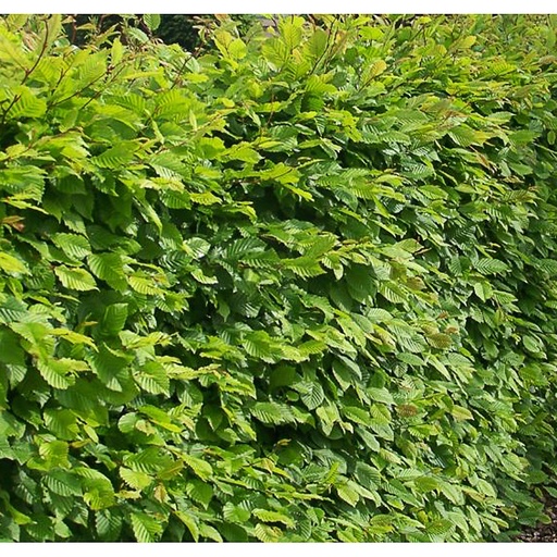 [CABET] Carpinus betulus (Conteneur - 5 - 100-125)