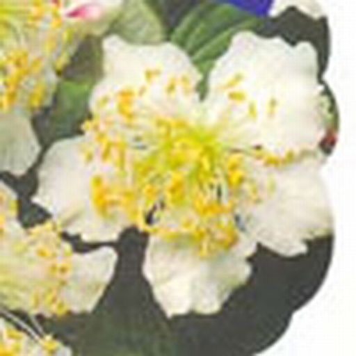 [ACDATL] Actinidia deliciosa 'Atlas' (Conteneur - 2 - 80-100)