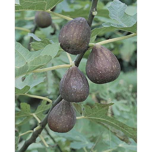 [FICARI] Ficus carica (violette) (Conteneur - 7.5 - 60-80)