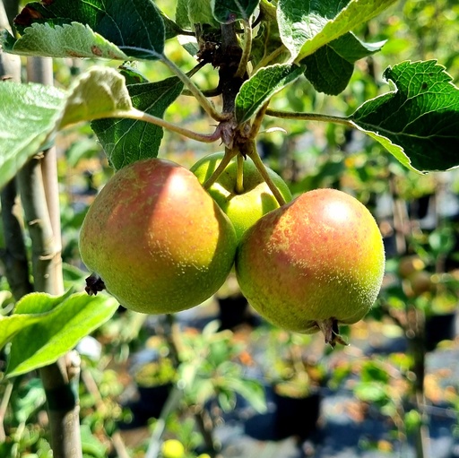 [MAJONA] Pommier / appelaar : 'Jonathan'  BT (Conteneur - basse tige - 5)