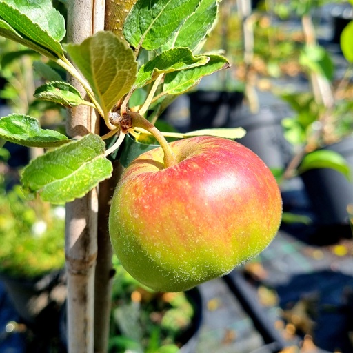 [MALPAI] Pommier / appelaar : 'La Paix'  BT (Racines nues - basse tige)