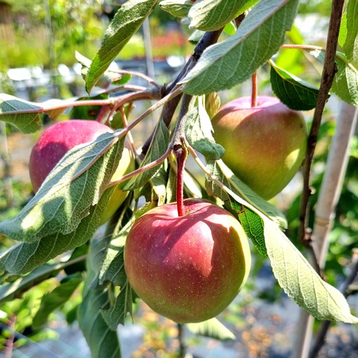 [MARADO] Pommier / appelaar : 'Radoux ' R.G.F.  DT (Racines nues - demi tige)