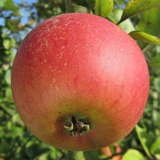[MARREI] Pommier / appelaar : 'Reine des reinettes ' (Conteneur - 100-125 - espalier)