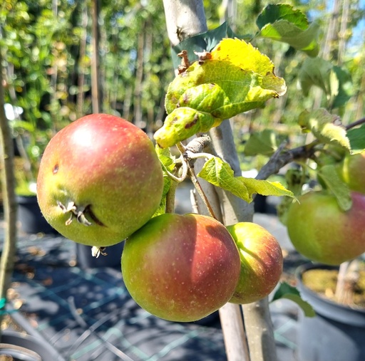 [MAGMOUT] Pommier / Appelaar 'Gueule de Mouton' (Racines nues - basse tige)